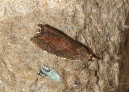 Réf. 274 805 : Dichrorampha simpliciana